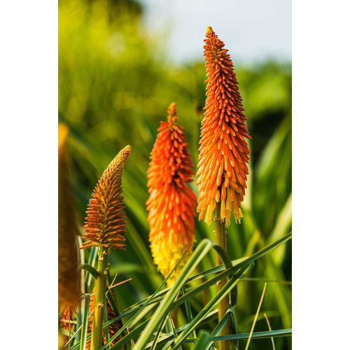 Tison De Satan   Kniphofia ( Vivace Et Persistant )