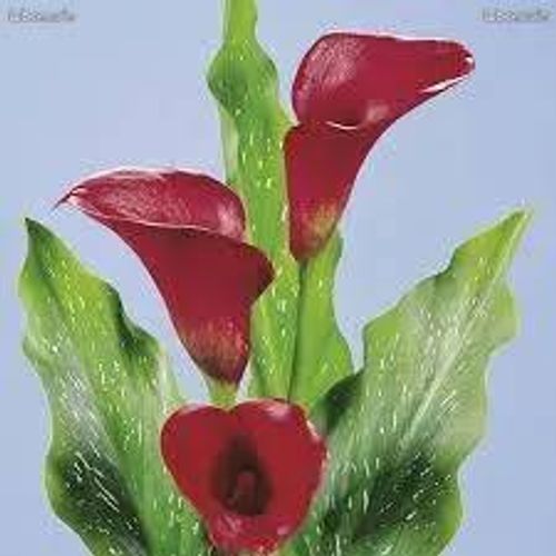 Tubercules De Calla Rouge ( Arum )