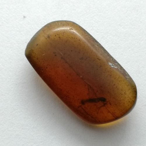 Ambre Naturelle De Birmanie – Insecte Fossile Visible – 3.74 Ct – 19.5 X 10.5 X 5.5 Mm