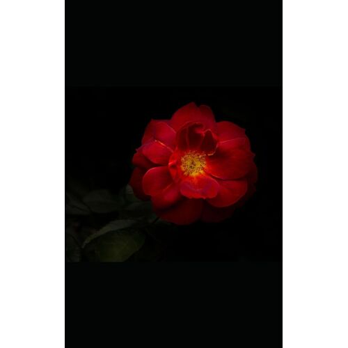 So Fucking Romantic: A Collection Of Sensual And Erotic Poetry