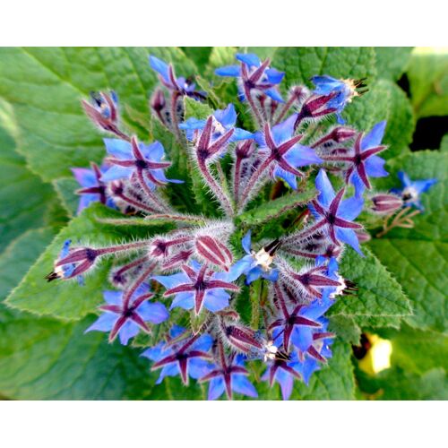 50 Graines De Bourrache Officinale