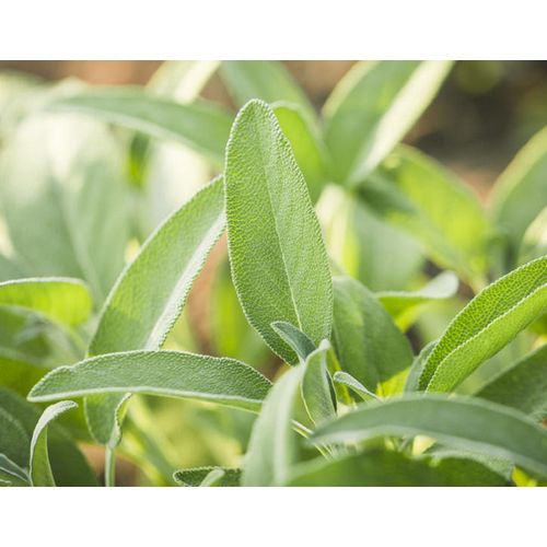 40 Graines De Sauge Officinale