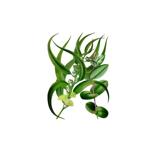 Eucalyptus 70g Biorigin'elles Bio