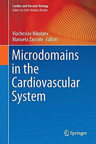 Microdomains In The Cardiovascular System