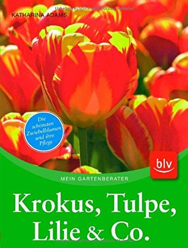 Krokus, Tulpe, Lilie & Co: Die Schönsten Zwiebelblumen Und Ihre Pflege