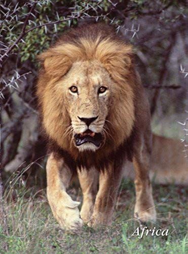 Lion Charging Journal