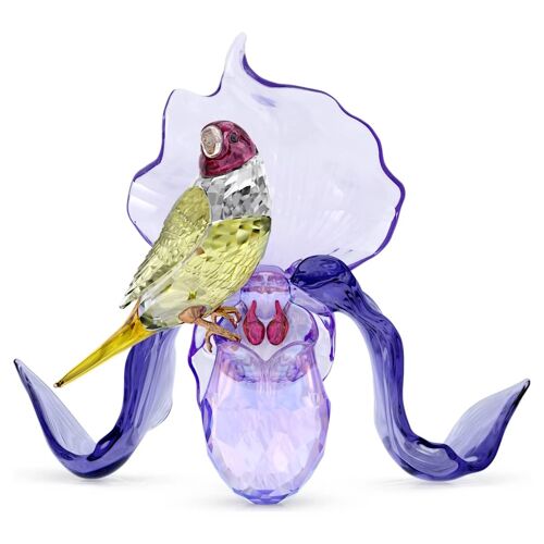 Idyllia Diamant de Gould et Orchidée