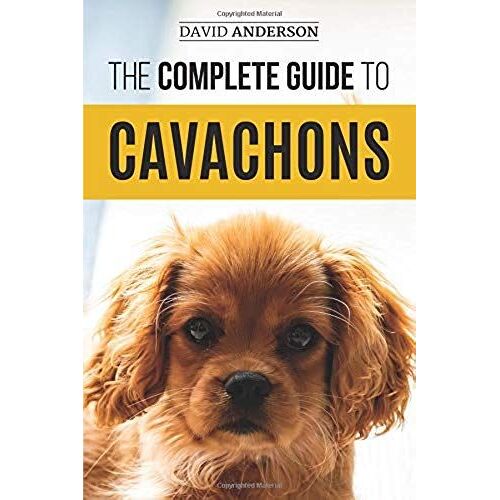 The Complete Guide To Cavachons
