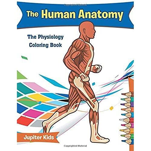 The Human Anatomy