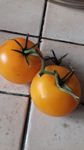 30 Graines De Petites Tomates Ancienne Jaune