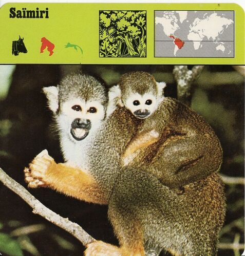 Fiche Saïmiri