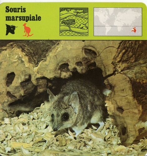 Fiche Portrait De Star Souris Marsupiale