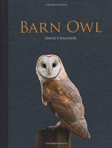 Barn Owl
