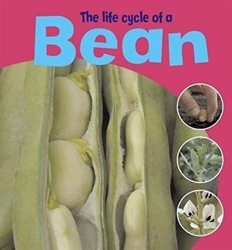 The Life Cycle Of A Bean (Learning About Life Cycles)