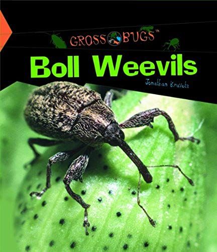 Boll Weevils (Gross Bugs)