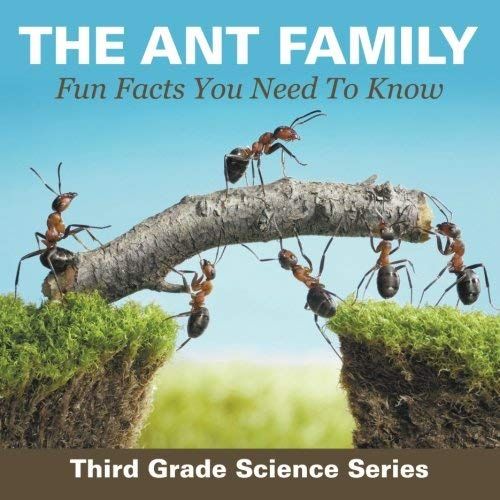 The Ant Family - Fun Facts You Need To Know