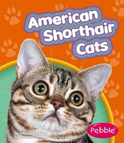 American Shorthair Cats