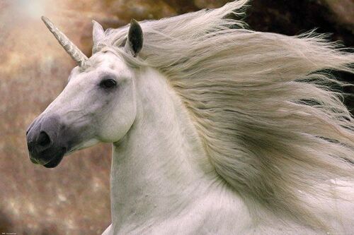 Bob Langrish - Unicorn / Cheval - 61x91,5cm - Affiche / Poster Envoi En Tube