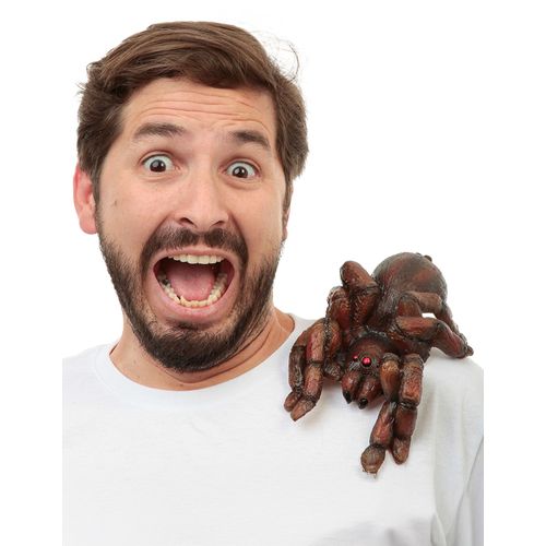 Tarantule D'épaule Adulte