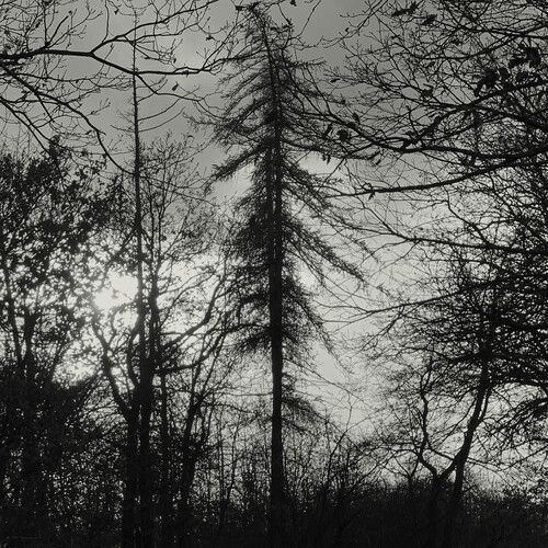 Curse All Kings - Feral Earth [Compact Discs]