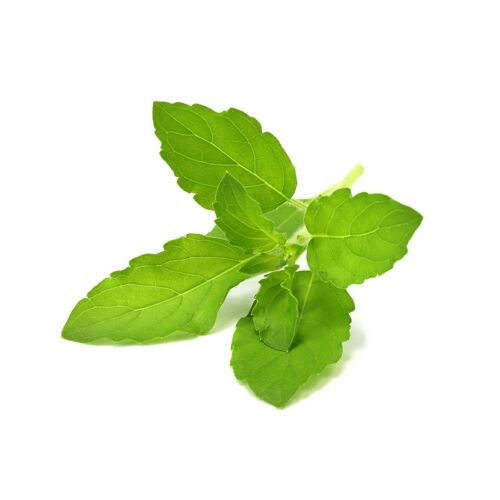 Click & Grow Sgr66x3 3 Pièce(S) Basilic Remplir