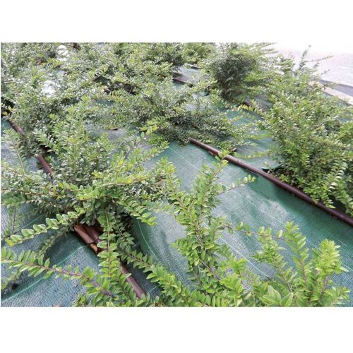 Toile Tissée 2x5m Verte 105 G/M2