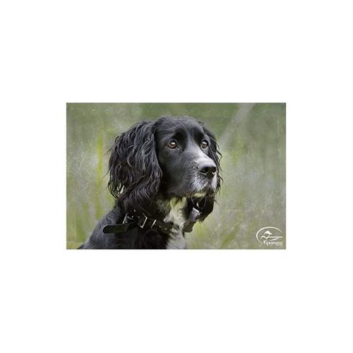 Collier De Dressage 450 Mètres Sd-425e