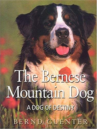 The Bernese Mountain Dog: A Dog Of Destiny