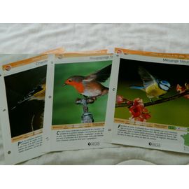 Trois Fiches Les Oiseaux De France Éditions Atlas