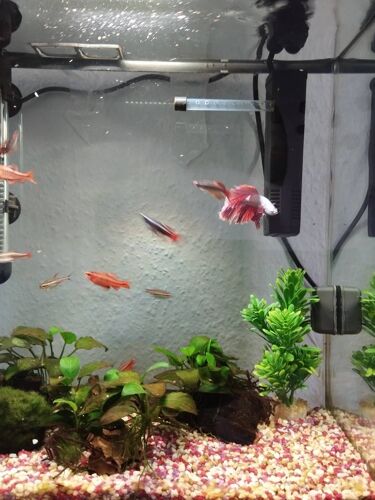 Aquarium De 25 Litres Équipé Avec Poissons