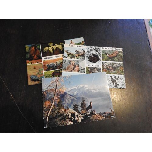 Lot De 3 Cartes Postales / Animaux Sauvages