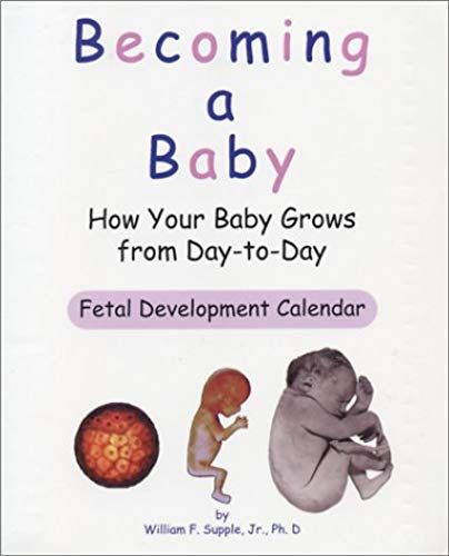 Becoming A Baby: How Your Baby Grows From Day-To-Day
