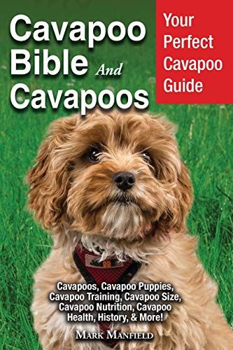 Cavapoo Bible And Cavapoos