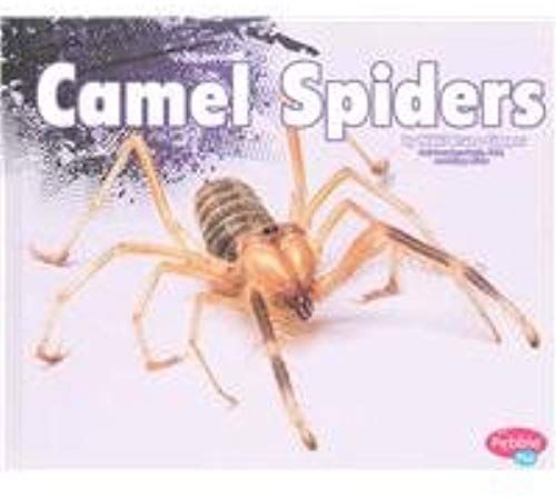Camel Spiders