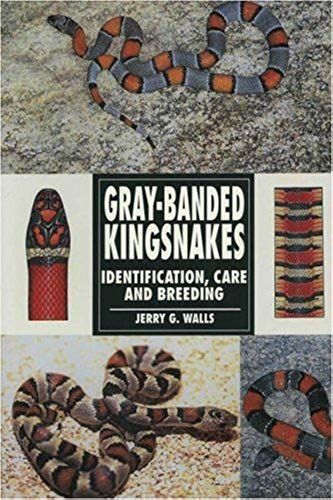 Gray Banded Kingsnakes (Herpetology Series)