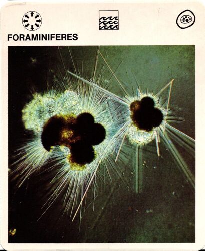 Fiche Le Grand Fichier Du Monde Animal Foraminiferes