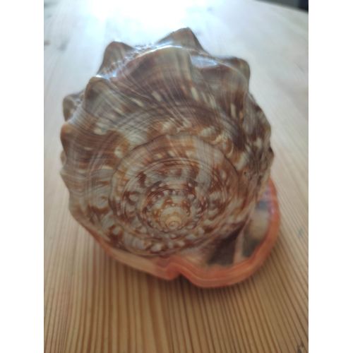 Camée Sculpté Sur Coquillage