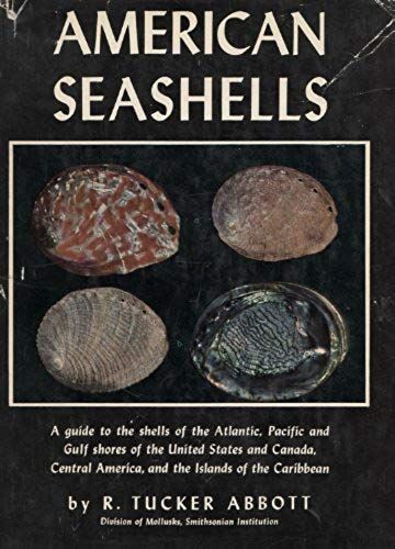 American Seashells
