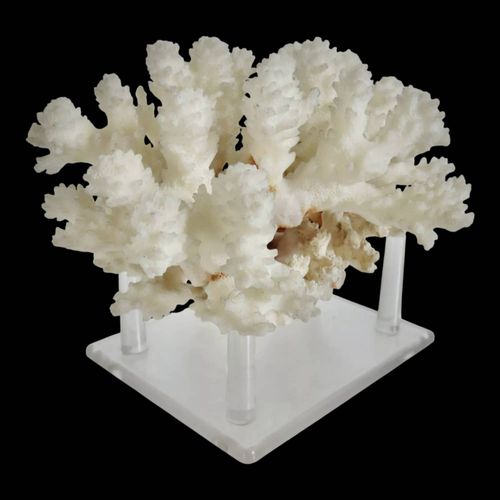 Arbre de corail blanc blanc