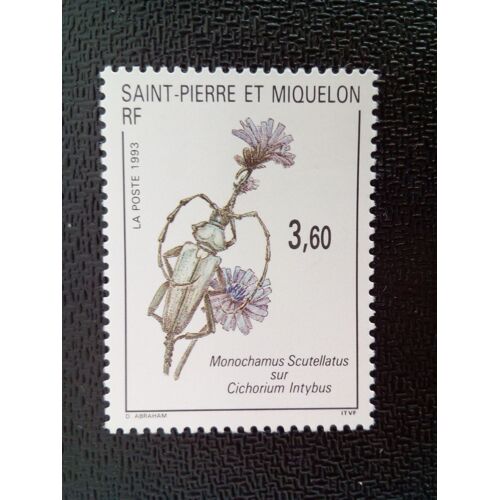 Timbre Saint Pierre Et Miquelon Yt 575 Sawyer À Taches Blanches (Monochamus Scutellatus), Cichory 1993 ( 7912 )