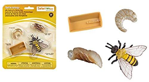 Cycle De Vie D'une Abeille Domestique