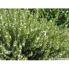 Sarriette Commune 200 Graines