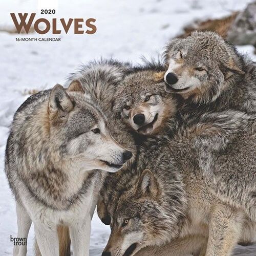 Wolves 2020 12 X 12 Inch Monthly Square Wall Calendar With Foil Stamped Cover, Wildlife Animals
