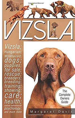 Vizsla