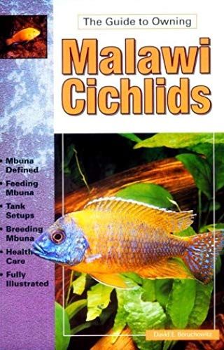 Malawi Cichlids (Guide To Owning)