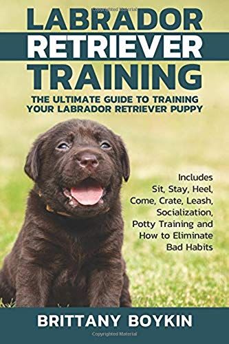 Labrador Retriever Training