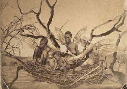 Les Cris Et Les Chants Des Hirondelles Immortelles