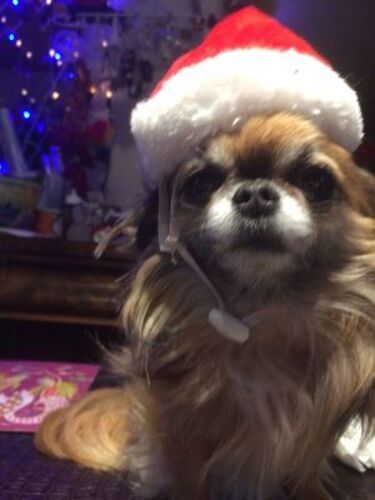 Si Un Congelé Est Un Abruti Pris Par Les Glaces, Que Reste-Il D'un Con Fondu