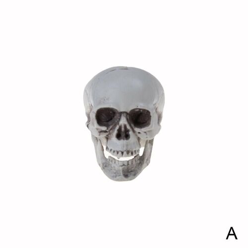 Tête de Crâne Artificielle en Plastique pour Décoration d'Halloween, Modèle d'Anatomie Humaine, Sophia, Modules d'Horreur, ix, Bar