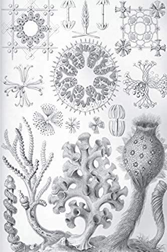 Haeckel Scientific Biological Art Notebook: Vintage Science Illustrations N°35 From "Kunstformen Der Nature" / "Art Forms In Nature"; Composition Jour
